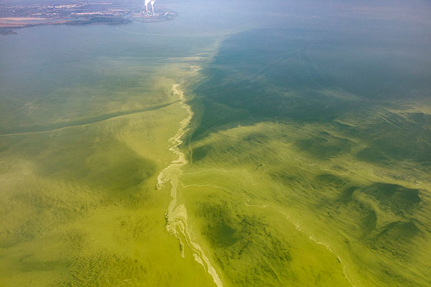 overhead view of algal bloom