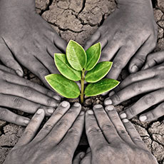 hands touching a plant emerging from soil