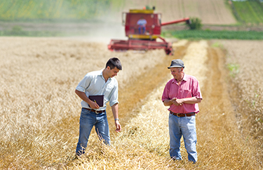 Farmers in the Midwest check their crop.