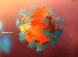 Hantavirus rendering