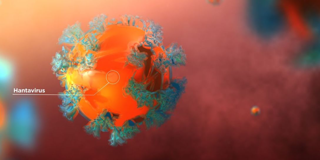 Hantavirus rendering