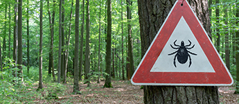 A triangle sign shows an illustration of a tick to warn hikers proceeding into the woods.