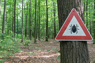 A triangle sign shows an illustration of a tick to warn hikers proceeding into the woods.
