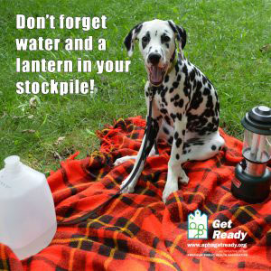 Dalmatian on picnic blanket