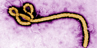 American Public Health Association