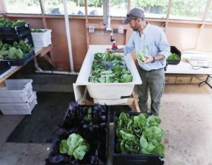 man looking at produce at farmers market