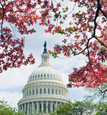 capitol and blossoms