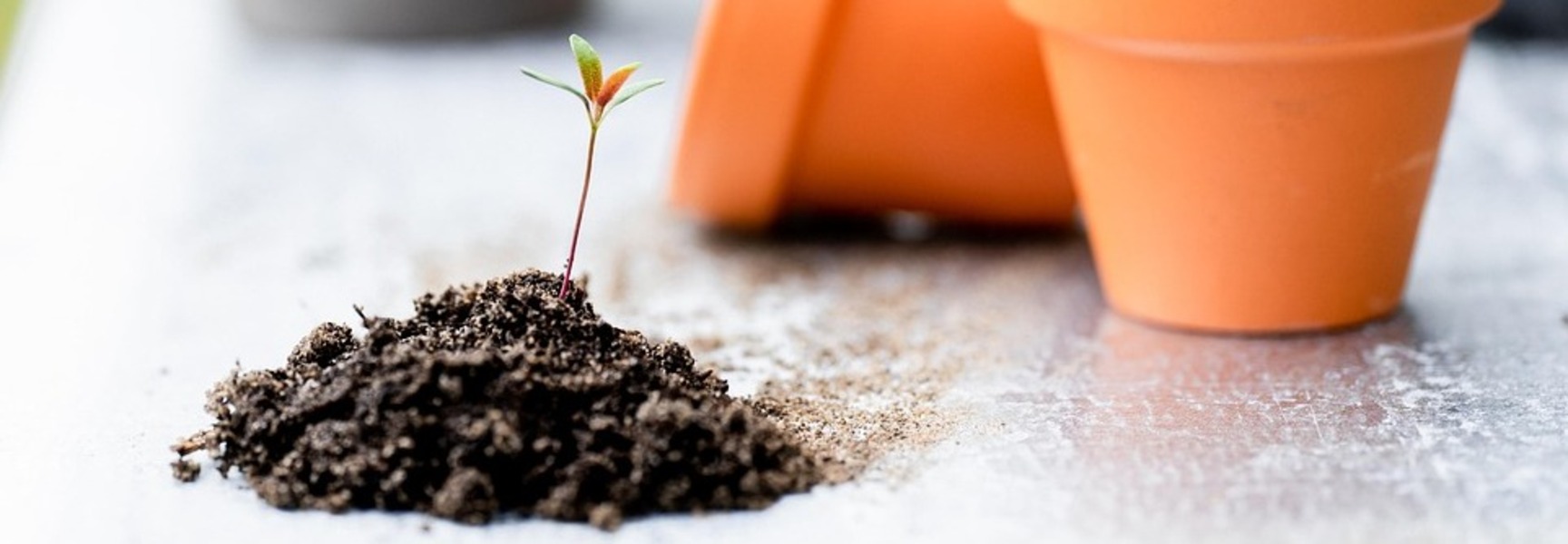 Plant growing in dirt outside its pot
