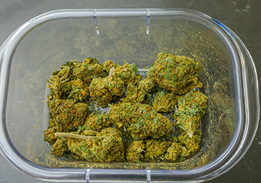 A group of cannabis flowers in a clear container. 