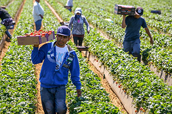 farmworkers in field
