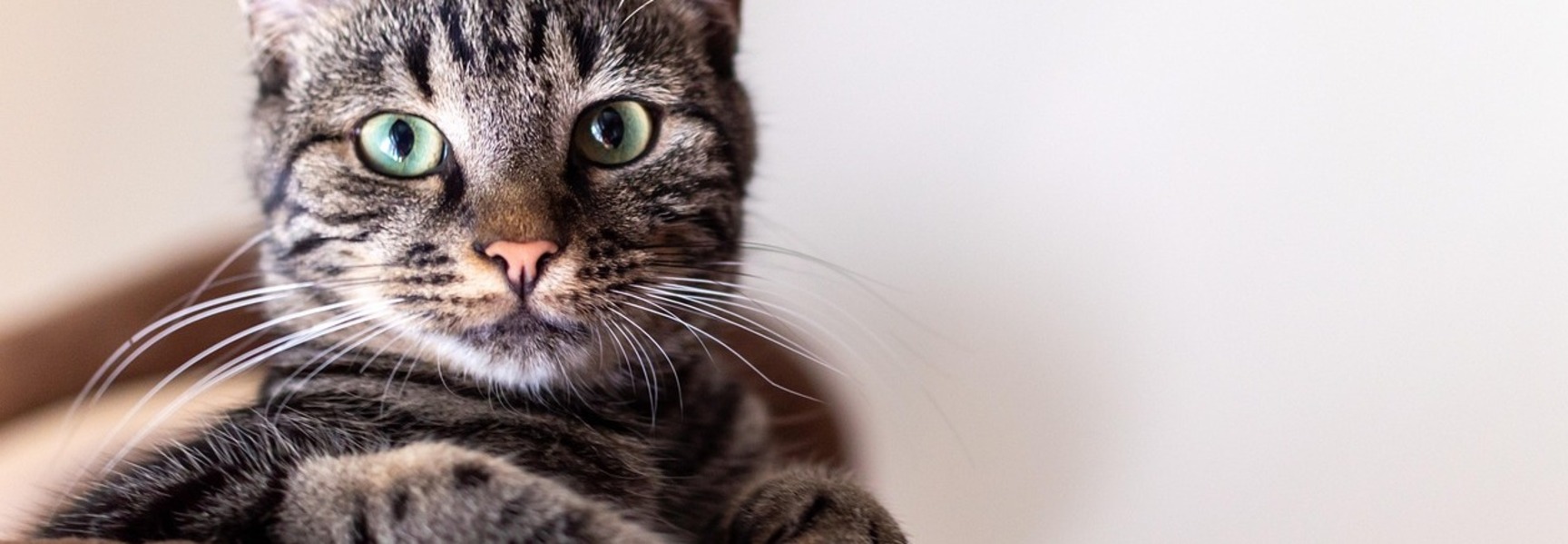 Gray cat photo