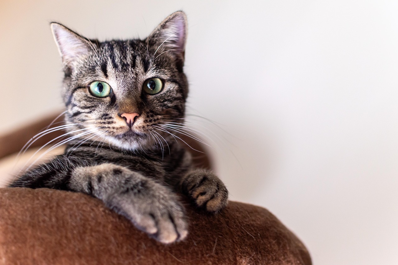 Gray cat photo